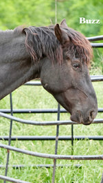 Load image into Gallery viewer, Want to stay connected with one of these lucky horses?!
