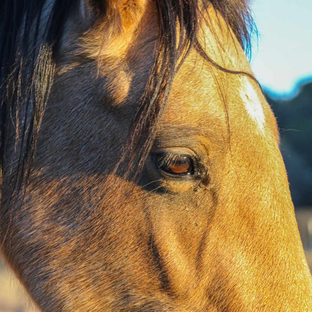 Oakley the Alpine Mare