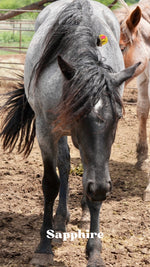 Load image into Gallery viewer, Want to stay connected with one of these lucky horses?!
