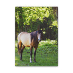 Load image into Gallery viewer, "The Watchful One" Canvas
