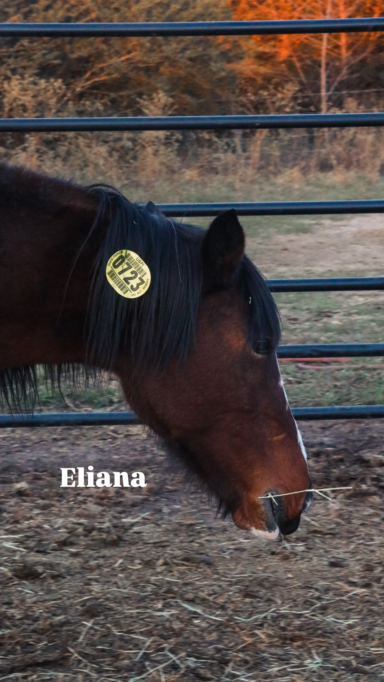 $4,000 still needed in Monthly Sponsorships for November Auction Rescues!