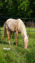 Load image into Gallery viewer, Want to stay connected with one of these lucky horses?!
