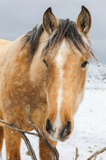 Load image into Gallery viewer, &quot;Golden Greeting&quot; Canvas Wall Hanging
