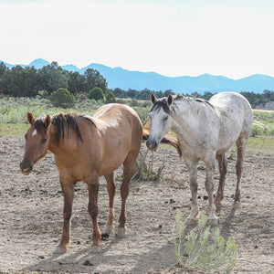 Renegade the Alpine Gelding