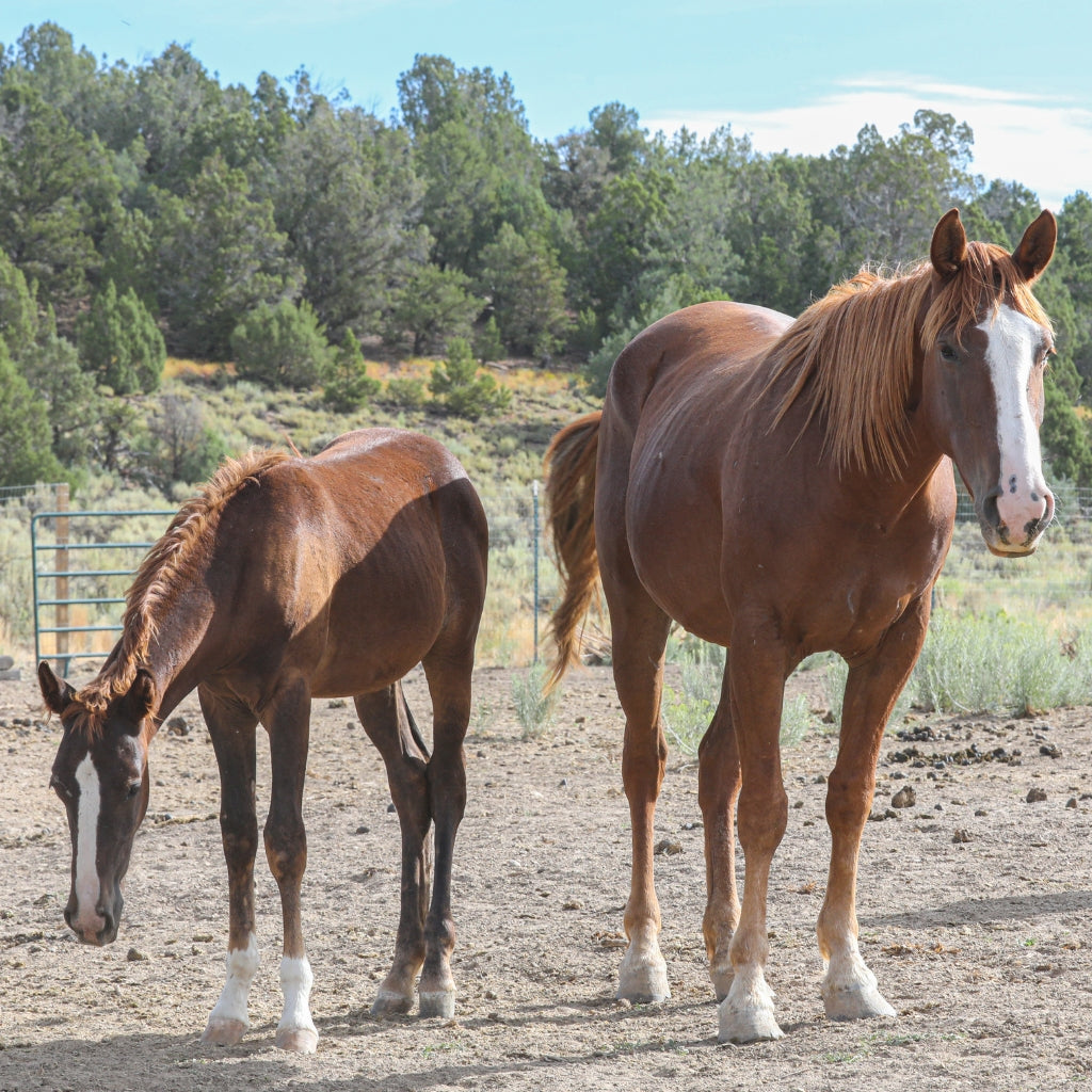 Breeze the Alpine Mare