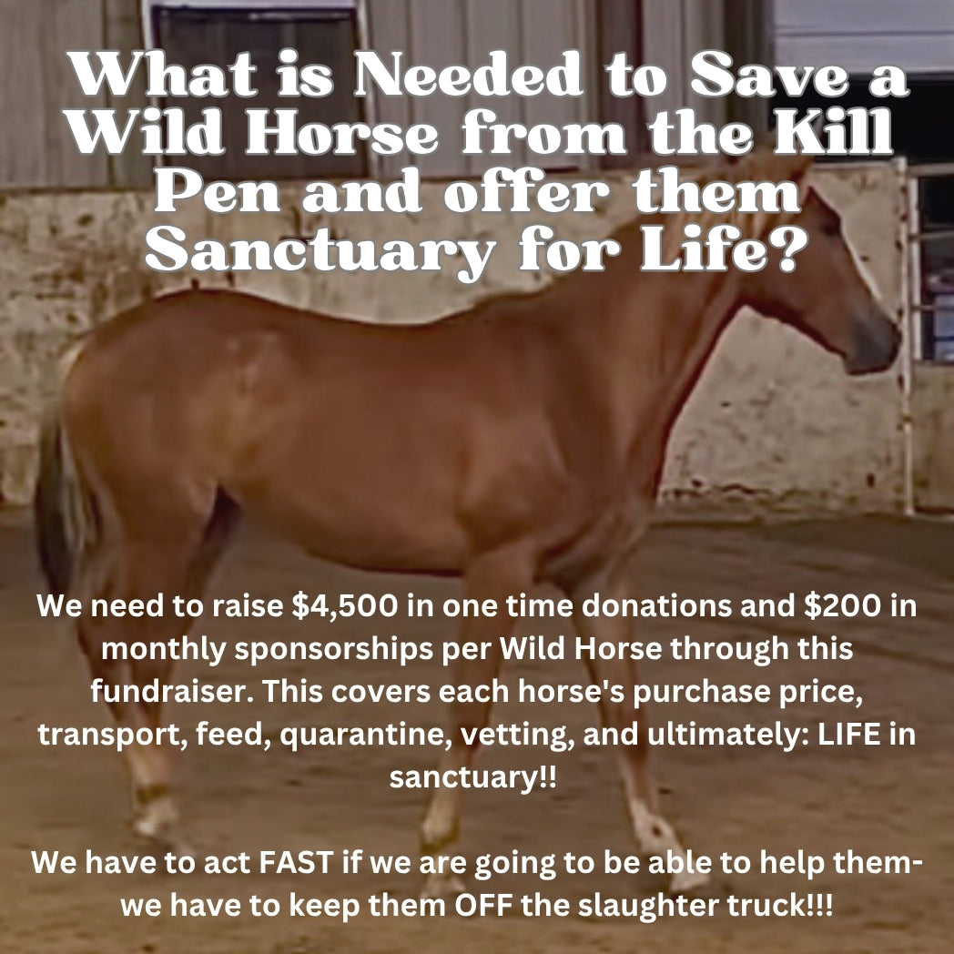 $31,500 in One-Time Donations and $1,400 in Monthly Sponsorships Left to Raise to Save 7 Yearling Mustangs from Kill Pen!!!!