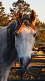 Load image into Gallery viewer, $4,000 still needed in Monthly Sponsorships for November Auction Rescues!
