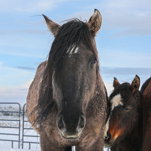 Bear the Alpine Gelding