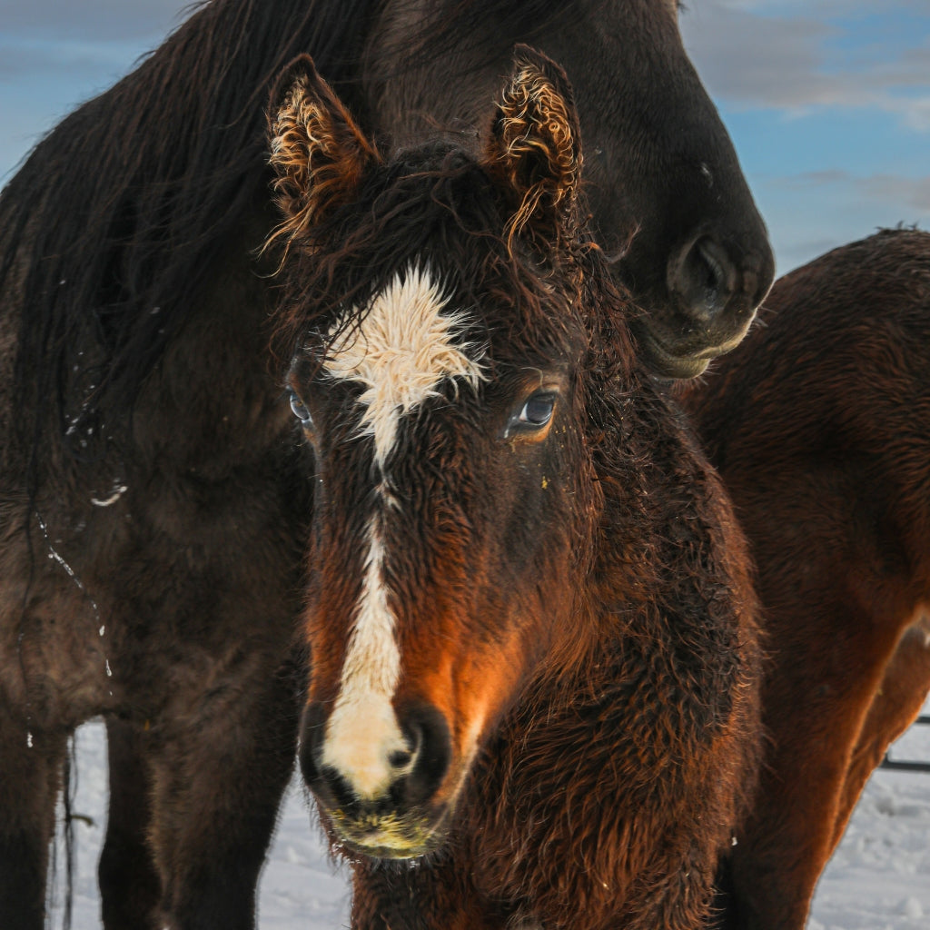 Birdie the Alpine Wild Filly