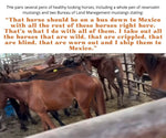 Load image into Gallery viewer, $42,831 left to raise to rescue 15 Mustangs from Slaughter Pipeline Kill Pens During Border Shutdown
