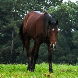 Boone