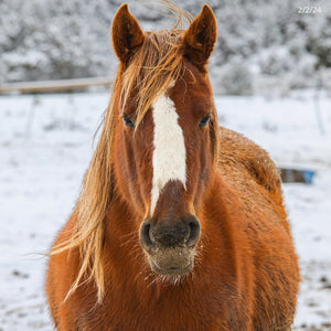 Alzena the Alpine Mare