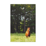 Load image into Gallery viewer, Copy of "Ely-Running in the Sunlight" Canvas
