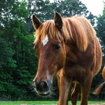 Load image into Gallery viewer, Tawny the Reservation Filly
