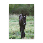 Load image into Gallery viewer, "Indigo's First Steps" Canvas
