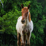 Load image into Gallery viewer, Copper the Reservation Filly
