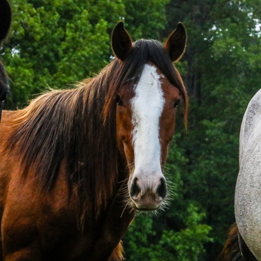 Bronze the Reservation Colt