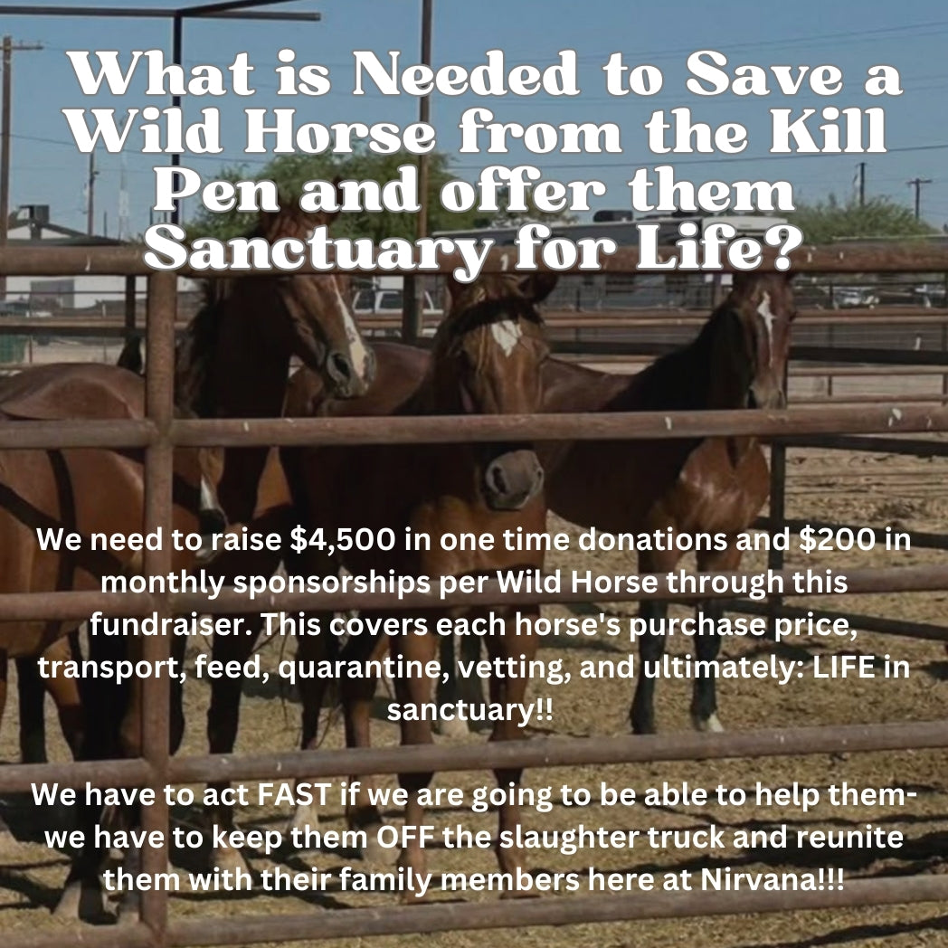 $27,955 in One-Time Donations and $1,980 in Monthly Sponsorships Left to Raise to Save 10 Alpine Wild Horses from Kill Pen!!!!