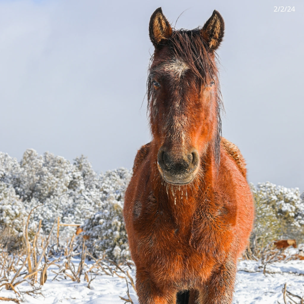 Poppy the Alpine Wild Mare