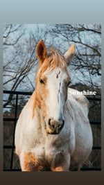 Load image into Gallery viewer, February 2026 Bowie Auction Rescues
