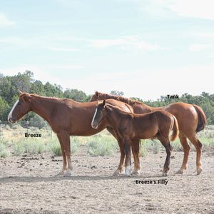 Breeze the Alpine Mare