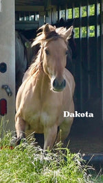 Load image into Gallery viewer, Want to stay connected with one of these lucky horses?!
