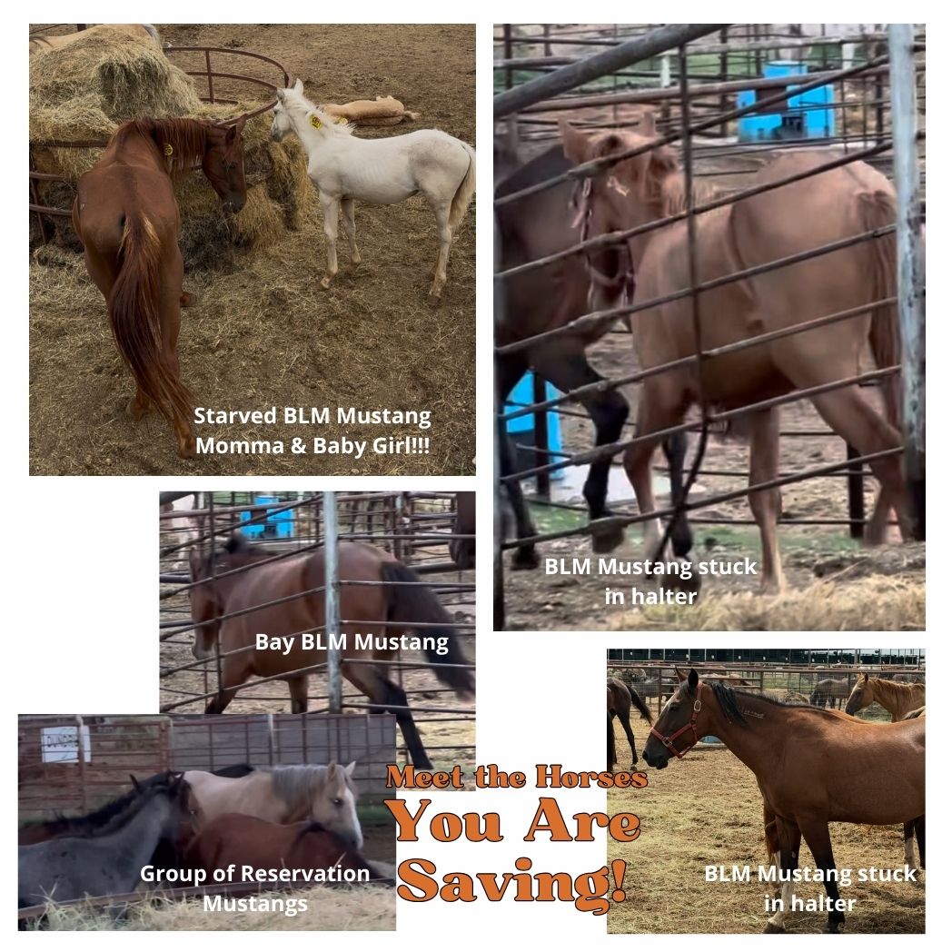 $1,600 in MONTHLY SPONSORSHIPS still needed to save 10 Mustangs from Kill Buyers at 9/07 Bowie Auction!!