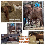 Load image into Gallery viewer, $1,600 in MONTHLY SPONSORSHIPS still needed to save 10 Mustangs from Kill Buyers at 9/07 Bowie Auction!!
