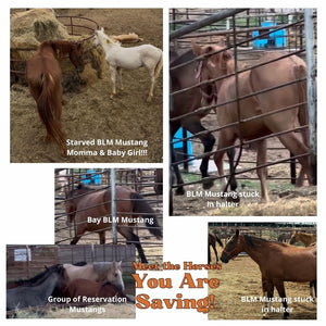 $1,600 in MONTHLY SPONSORSHIPS still needed to save 10 Mustangs from Kill Buyers at 9/07 Bowie Auction!!