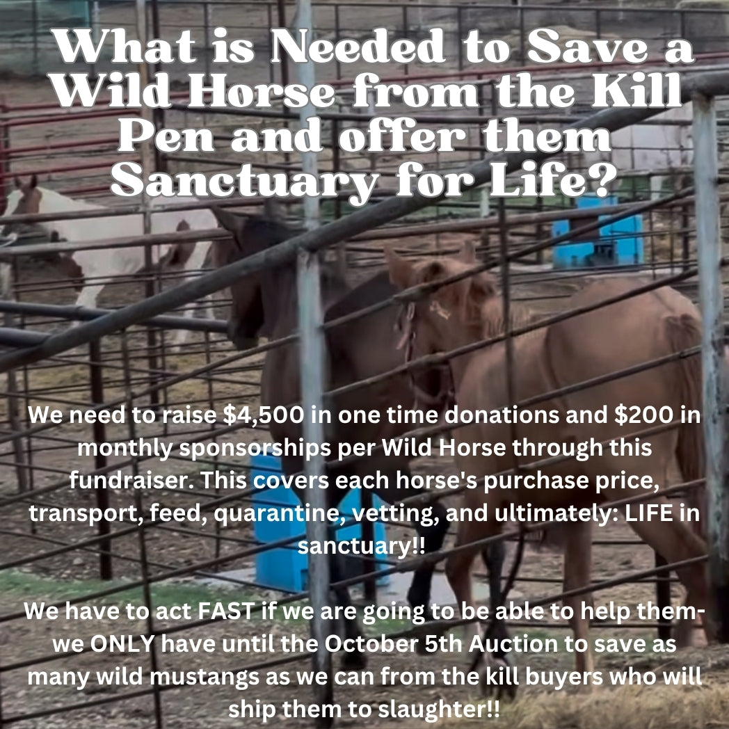$66,220 in one-time donations and $3,000 in MONTHLY SPONSORSHIPS still needed to save 15 Mustangs from Kill Buyers at 10/05 Bowie Auction!!