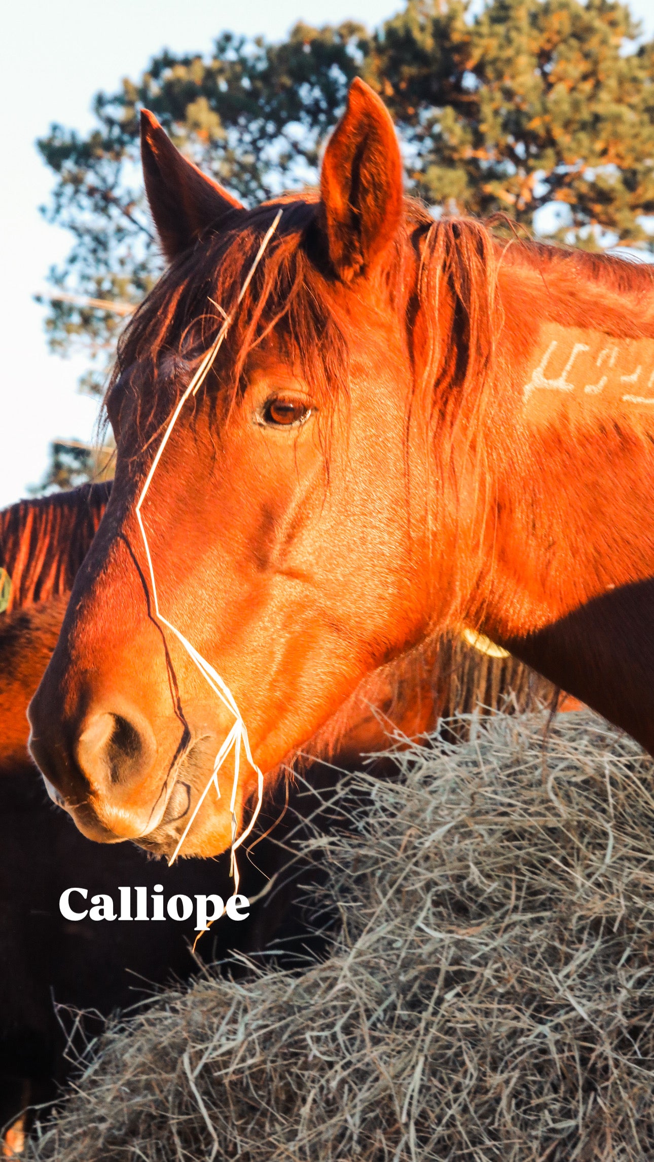 $4,000 still needed in Monthly Sponsorships for November Auction Rescues!