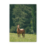 Load image into Gallery viewer, "The Guardian of the Meadow" Canvas
