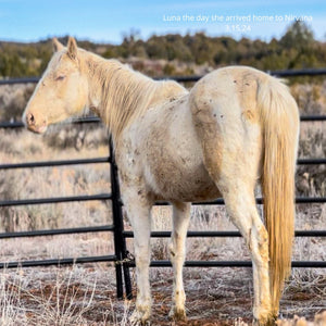 Luna the Reservation Mare