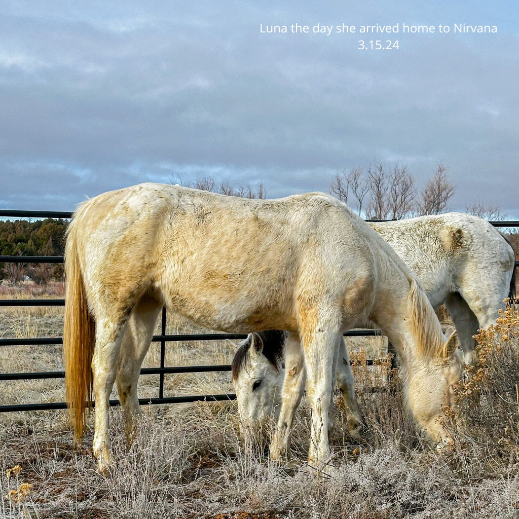 Luna the Reservation Mare