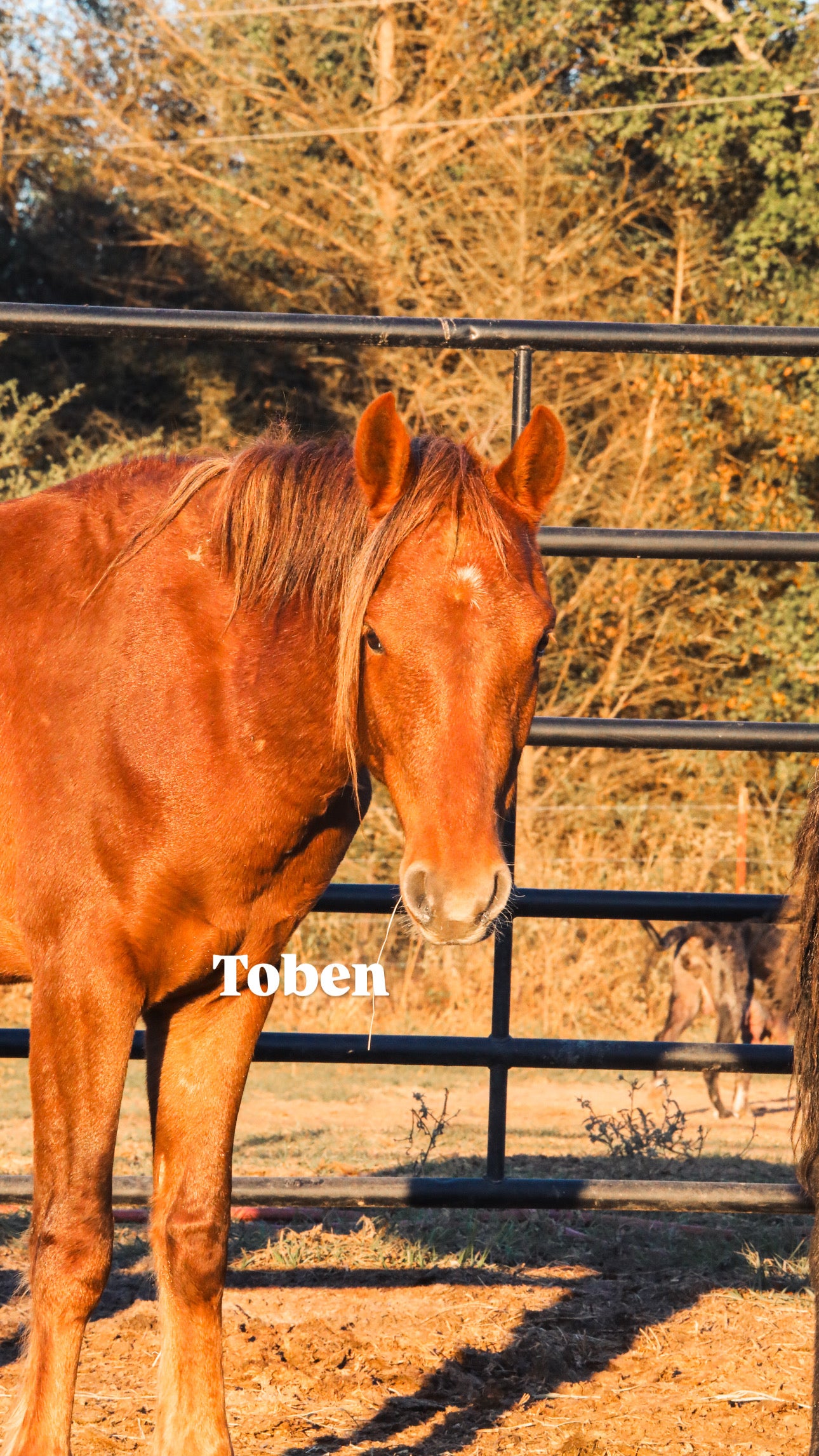 $4,000 still needed in Monthly Sponsorships for November Auction Rescues!