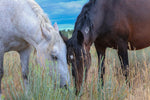 Load image into Gallery viewer, &quot;The Serenade of Camaraderie&quot; Canvas Wall Hanging
