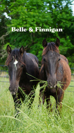 Load image into Gallery viewer, Want to stay connected with one of these lucky horses?!

