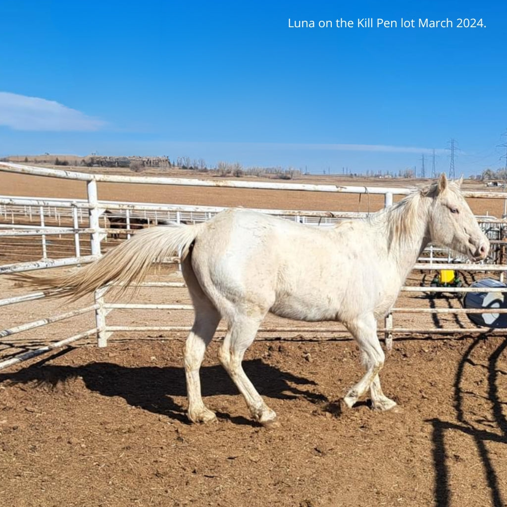 Luna the Reservation Mare