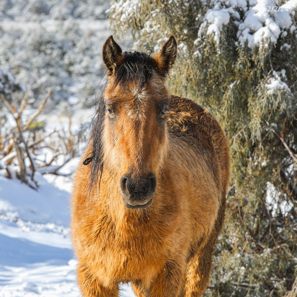 Oakley the Alpine Mare