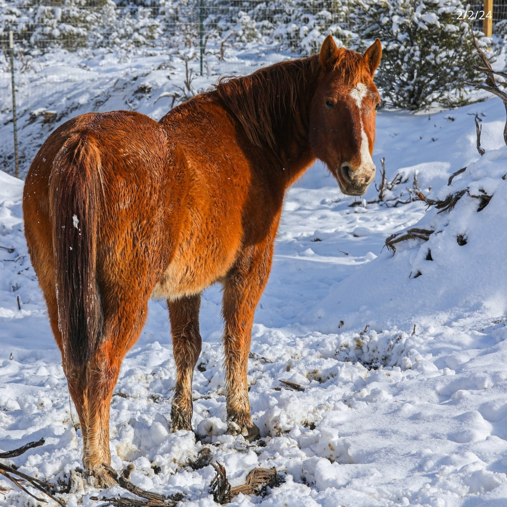 Tank the Alpine Gelding