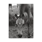 Load image into Gallery viewer, "A Star is Born" Canvas
