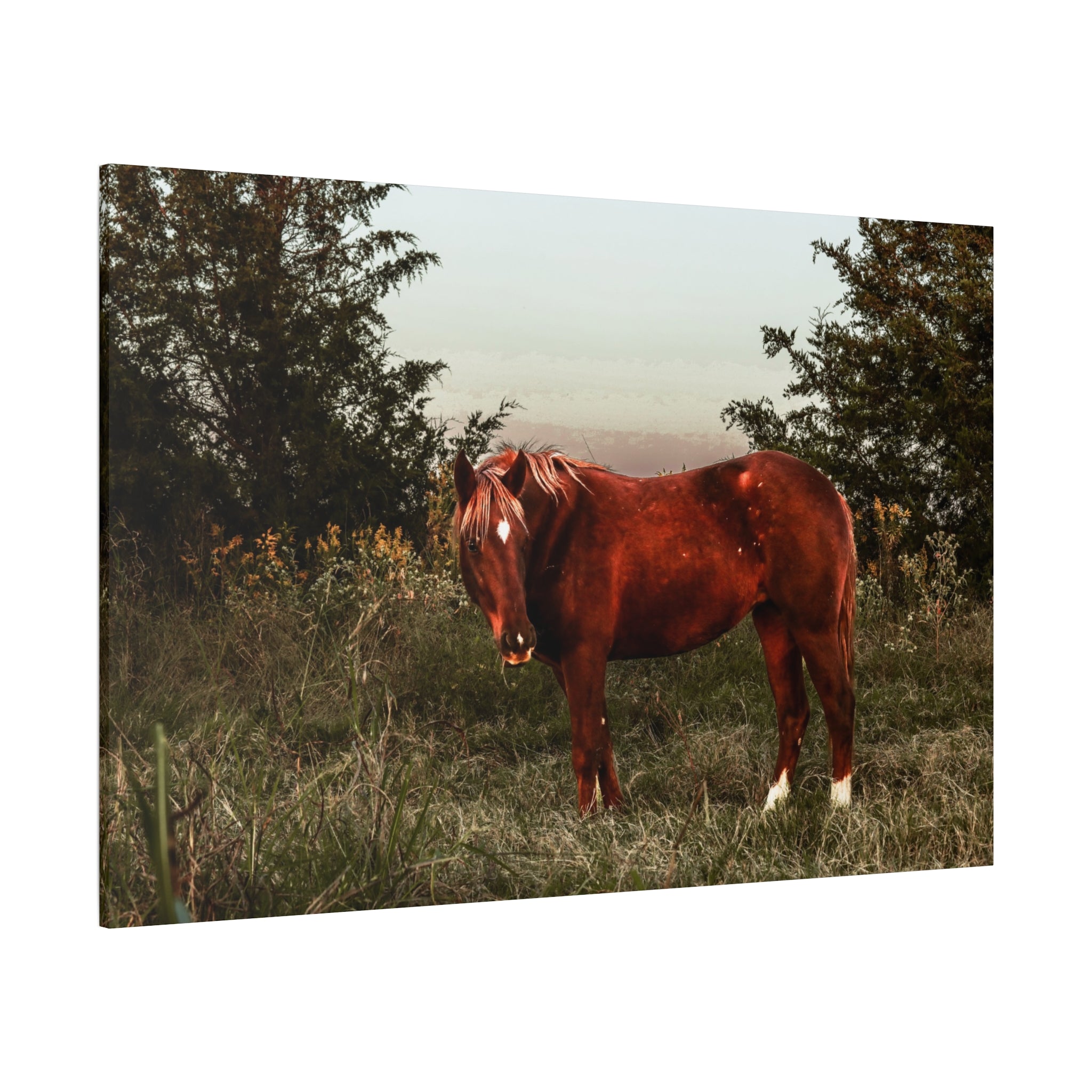 "Ember in the Field" Canvas