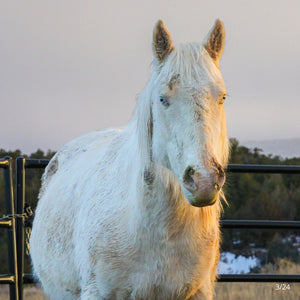 Luna the Reservation Mare