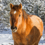 Load image into Gallery viewer, Renegade the Alpine Gelding
