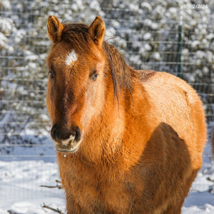 Renegade the Alpine Gelding