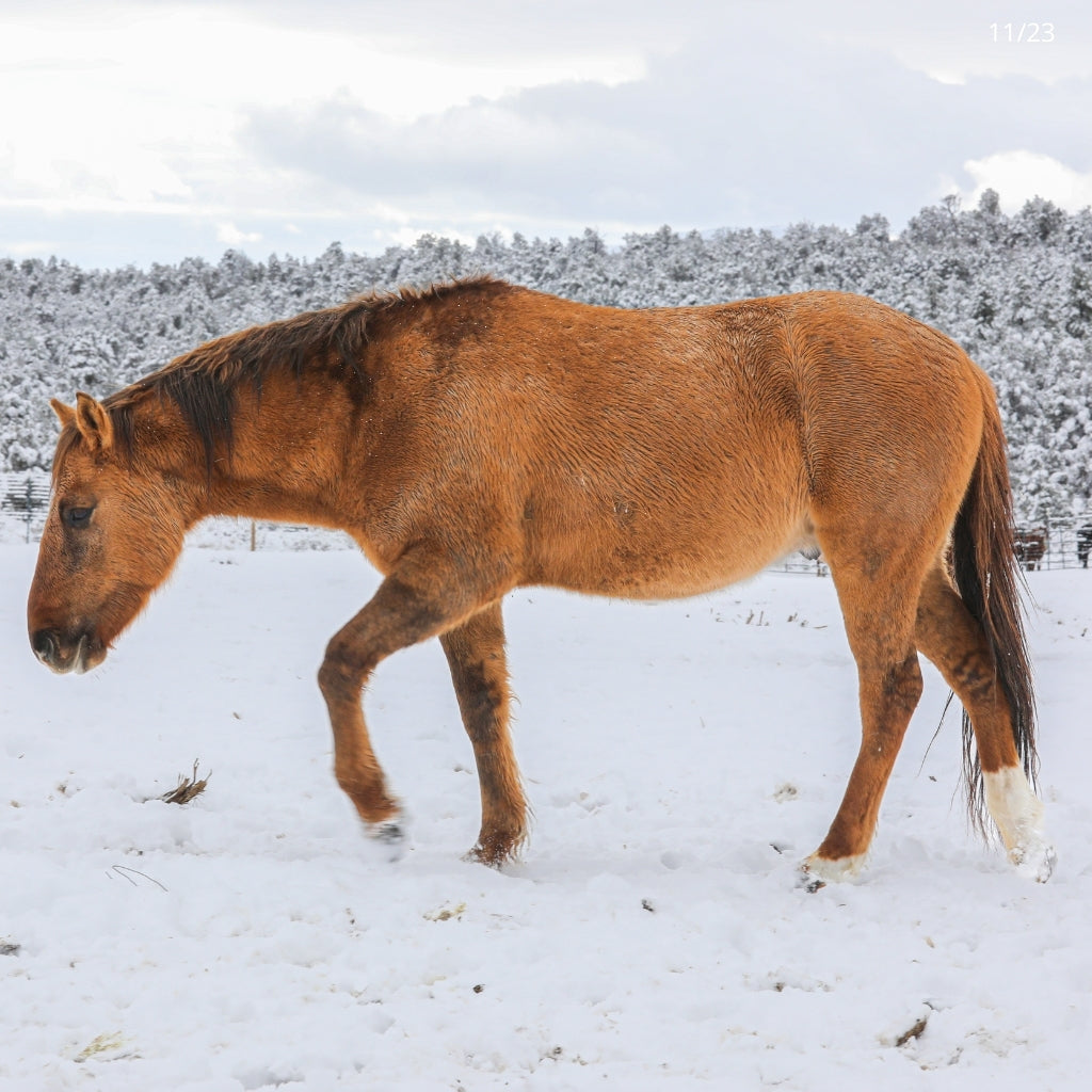 Renegade the Alpine Gelding