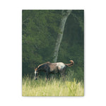 Load image into Gallery viewer, "Thor: Born Free at Nirvana" Canvas
