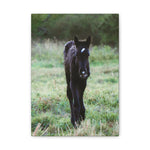 Load image into Gallery viewer, "Indigo's First Steps" Canvas
