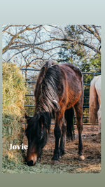 Load image into Gallery viewer, February 2026 Bowie Auction Rescues
