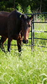 Load image into Gallery viewer, Want to stay connected with one of these lucky horses?!
